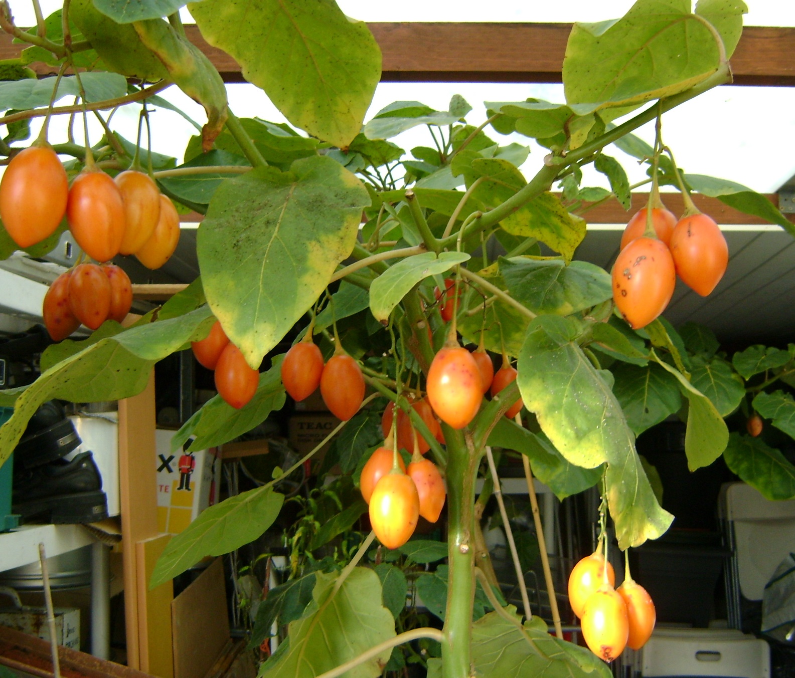 Tamarillo of boomtomaat Sumatra